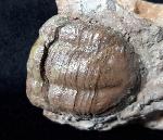 Illaenus sarsi JAANUSSON 1954 - Bild © FossNet FossilienStore
